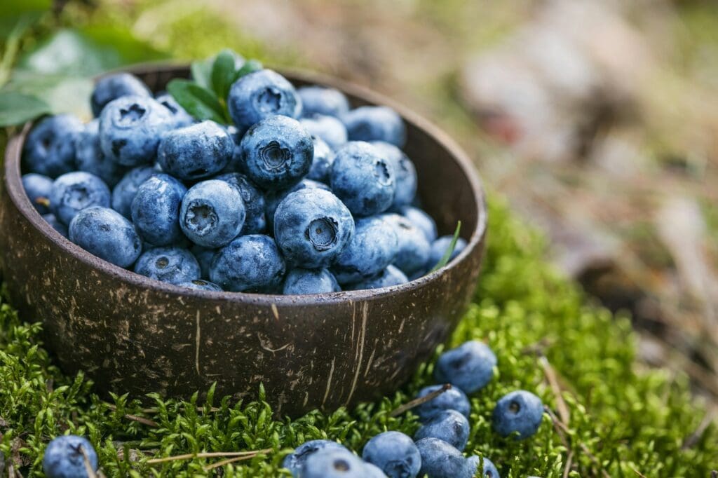 Blueberry antioxidant organic superfood in a bowl concept for healthy eating and nutrition