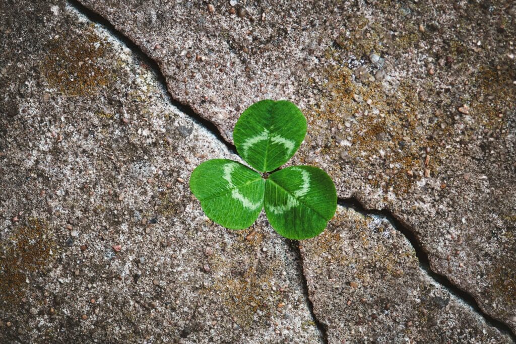 Green clover plant grown in stone - rebirth, revival resilience and renewal concept